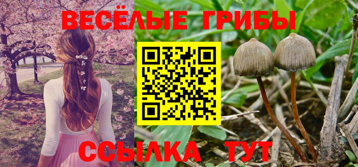 Галлюциногенные грибы Psilocybine cubensis Азов